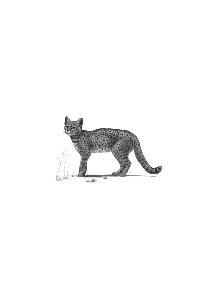 Profession - Scientific Illustrator. Guide to Illustration in Biology, Archaeology and Paleoart